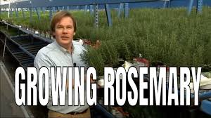 You don't have to be an experienced gardener to cultivate and care for rosemary. How To Grow Rosemary 12 Steps With Pictures Wikihow