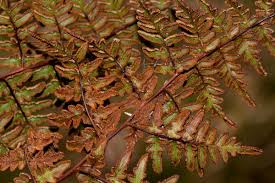 Image result for Cheilanthes quadripinnata