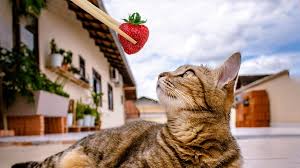 Strawberries are full of nutrients and can boost your cats immune system. Can Cats Eat Strawberries Benefits Precautions Petmoo