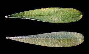 Image result for Ptycholobium