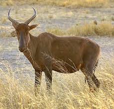 Image result for Aneulophus africanus