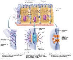 Both prokaryotic and eukaryotic cells carry out all of the processes necessary for life, but they differ in some important ways. Pin By Irena Nadj On Mcat Success Tight Junction Gap Junction Cell Junction