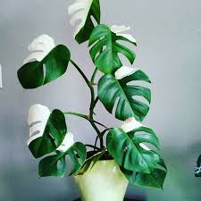 Variegated Monstera Variegated Plants House Plants Pretty Plants