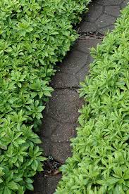 Image result for Pachycarpus spurius