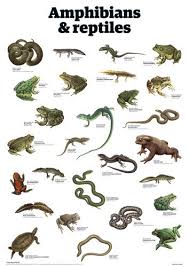 Amphibians Reptiles Art Print By Guardian Wallchart Easyart Com Reptiles Amphibians Animals
