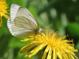 Image result for Mohria marginalis