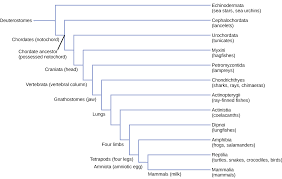 chordates openstax biology 2e