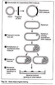 7 Main Steps Involved In Gene Cloning