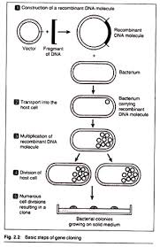 7 main steps involved in gene cloning