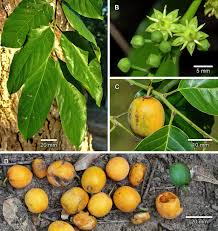 Image result for Berchemia discolor