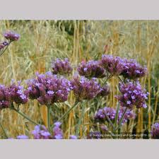 Image result for Verbena × teasii