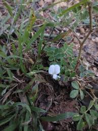 Image result for Tephrosia pumila