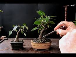 White flies white flies are a common type of bonsai pests for indoor bonsai trees. Keeping A Bonsai Tree Small Dec 2016 Youtube