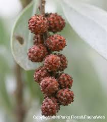 Image result for Conocarpus