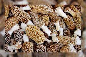 This Rare Indian Mushroom Costs Rs 30 000 Per Kg And Is Grown In The Himalayas