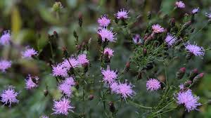 Image result for Tinnea vesiculosa