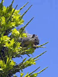 Squirrel Buzz An Honeybee Giving A Fox Squirrel A Buzz To Abandon The Puya Chil Affiliate Giving Fox Honeybee Squi Fox Squirrel Squirrel Bald Eagle