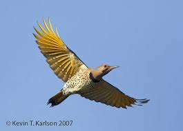 Yellow Birds Of Southern Arizona N Flicker Yellow Shafted Oct Nj Jpg Northern Flicker Medicine Wheel Flicker