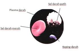 Seseorang dapat dikatakan memiliki kekebalan aktif jika menunjukkan respon sekunder terhadap infeksi oleh patogen yang sama untuk kedua. Peredaran Darah Pengertian Makalah Sistem Urutan Dan Fungsi