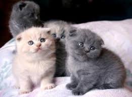 Championship designer persian kittens & persian cats. Kittens Cats For Sale In Ohio With Price Animalssale Com