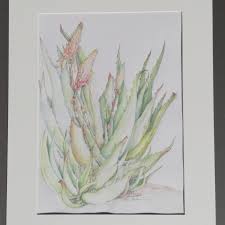 Image result for x Ruttyruspolia 'Phyllis van Heerden'