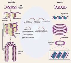 Image result for Protamine