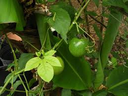 Image result for Passiflora edulis
