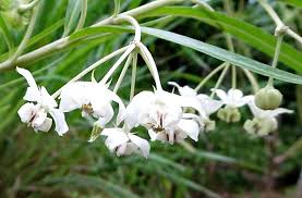 Image result for Gomphocarpus fruticosus