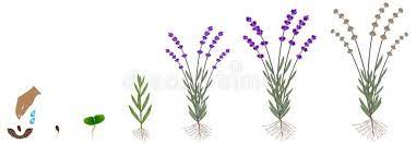 Cycle Of Growth Of A Plant Of A Lavender Isolated On A White Background Cycle O Aff Plant Lavender Cycle Growth White Background Plants Background