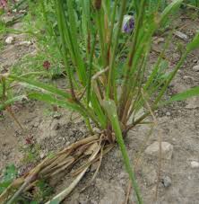 Image result for Lolium multiflorum