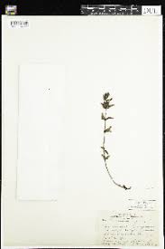 Image result for Diclis ovata
