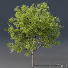 Download Free 3d Model Young Tree Andrea Marchetto 3d Model Simple Tree Model