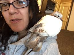 Domestic or wild bird in Southern California?