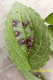 Black spots on rudbeckia, also known as black eyed susan, are very common and occur in a large percentage of the population each year. Garden Pests And Diseases Green Bumps On Black Eyed Susan Leaves Aliens 2 By Capecoddess