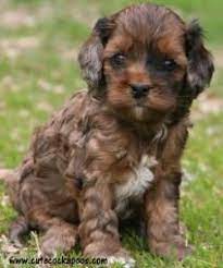 Red Apricot Merle Sable Parti Tri Colored Cockapoo Puppies Cute Cockapoos Cockapoo Dog Cockapoo Puppies Cockapoo Puppies For Sale