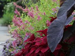 Lemon verbena is one of more than 30 species of aromatic shrubs in the genus aloysia (family verbenaceae), all native to the warmer parts of north and south america. Gardening 101 Lemon Verbena Gardenista
