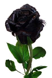 This black rose is a rose that has had its petals artificially coloured. Black Rose Flowers Real Black Roses Black Rose Rose Seeds