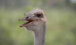 Plan to visit jelita ostrich farm, malaysia. Jelita Ostrich Farm Seremban Online
