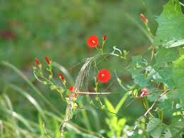 Image result for Ipomoea hederifolia