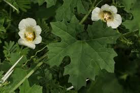 Image result for Momordica balsamina