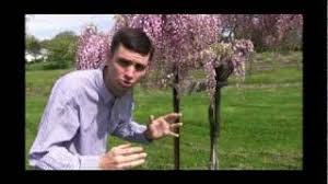 May 04, 2020 · american wisteria is much slower growing, and will require minimal pruning, compared to chinese wisteria. How To Care For And Train Wisteria Video Youtube