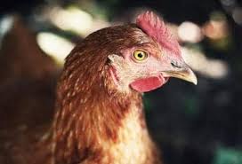 Que contient le blanc d'oeuf ? La Ponte Des Poules Duree Frequence Et Problemes