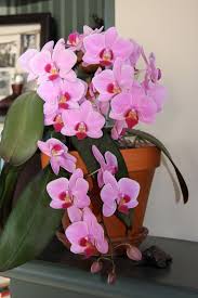 Bunga matahari adalah salah satu bunga hias favorit yang banyak digemari selanjutnya. Menurut Feng Shui Ini 9 Bunga Hias Yang Harus Ada Di Rumah