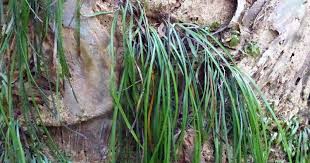 Image result for Vittaria