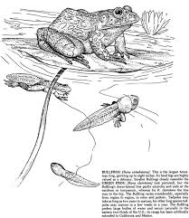 Welcome To Dover Publications Frog Coloring Pages Bear Coloring Pages Coloring Pages
