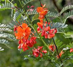 The leaves of the plant are dark green and oval with a the orange lily is a vibrant lily species with showy orange flowers that have red accents and brown spots. The Highly Invasive Red Sesbania Is Blazing A Trail In Florida