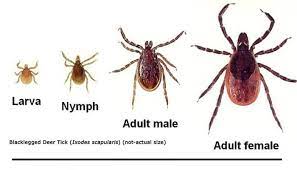 Our tick resource guides answers these technically, yes, dish soap will kill ticks. When Is The Right Time To Spray For Ticks In Your Yard Red Cedar Inc