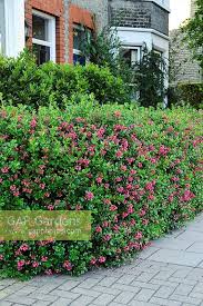Escallonia Hedge Google Search Escallonia Hedge Garden Shrubs Privacy Landscaping