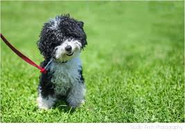 Black And White Toy Poodle Charlie Chicago Miniture Poodle Cutest Ever Puppy Black And White Miniture Poodle Dog Haircuts Dog Wedding