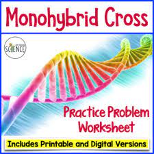 Students will fill in the punnett squares, complete a table containing the genotypes and phenotypes of the offspring, and answer a set of questions for each problem. Monohybrid Punnett Square Worksheet Printable And Digital Tpt